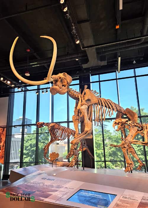 Dinosaur bones at the Burke Museum in Seattle
