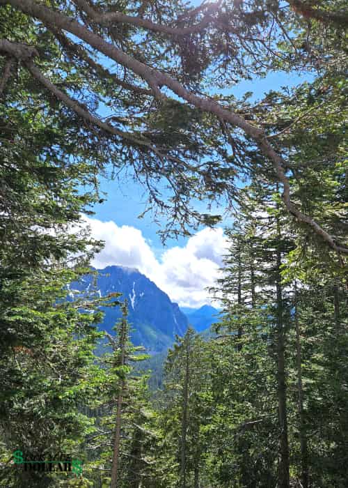 View of the mountains through trees at Mount Rainier National Park.