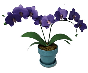 Purple paper orchid in pot